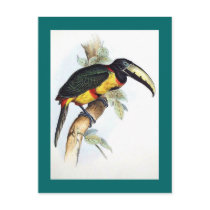 Gould - Royal Aracari Toucan Post Cards