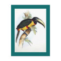 Gould - Royal Aracari Toucan postcards