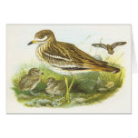 Gould - Stone Curlew - Burhinus oedicnemus cards