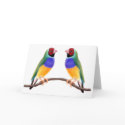 Gouldian Finch Friends cards