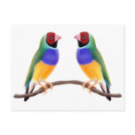 Gouldian Finch Friends Post Card