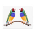 Gouldian Finch Friends postcards