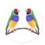 Gouldian Finch Friends