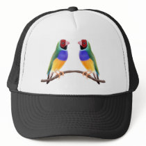 GouldianFinch Friends