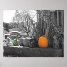 Gourds Pumpkins Cornstalks Black And White Poster