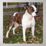 Grace-rescue dog posters