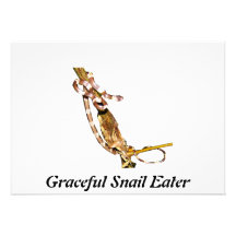 Graceful Snail Eater Custom Announcements