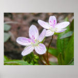 Graceful Spring Beauty Flowers Posters