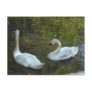 Graceful Swans Post Cards