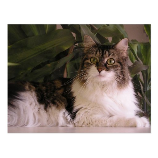 Gracie Postcards