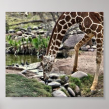 Gracious Giraffe print