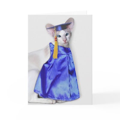Graduation Cat Greeting Card Greeting Card by knichols1109
