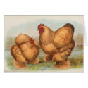 Graham - Buff Cochin Chickens cards