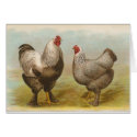 Graham - Dark Brahma Chickens cards