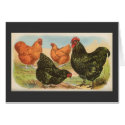 Graham - Orpington Chickens cards