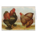 Graham - Partridge Cochin Chickens cards