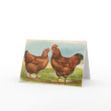 Graham - Rhode Island Red Chickens cards
