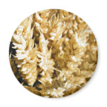 Grain Plant Seed Refrigerator Magnet