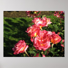 Granada Hybrid Tea  047 Poster