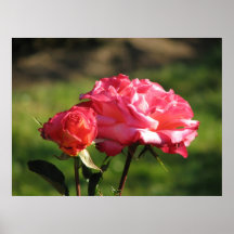 Granada Hybrid Tea 051 Poster