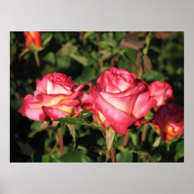 Granada Hybrid Tea Roses 045 Posters