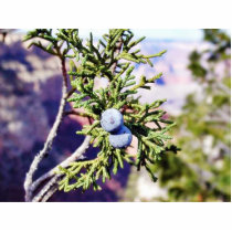 Grand Canyons Junipers Berry Berries Photo Sculpture
