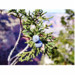 Grand Canyons Junipers Berry Berries photo sculptures