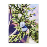 Grand Canyons Junipers Berry Berries postcards