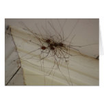 grand daddy long legs spider gifts cards