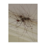 grand daddy long legs spider gifts postcards