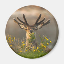 Grand Roe Deer Buck Magnet