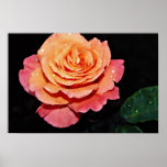 Grandiflora Rose 'Sundowner' White flowers Posters