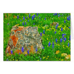 Granite and Wildflowers, Willow City Loop, TX cards