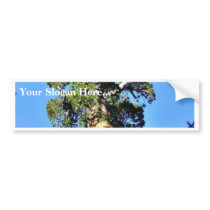 Grant Trees Sequoias Bark Branches Bumper Stickers