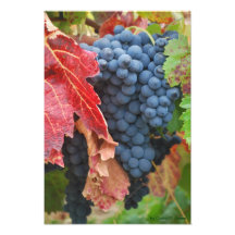 Grape Harvest Photo Art