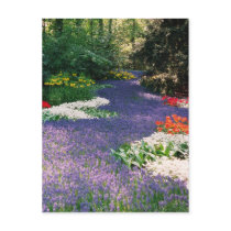 Grape Hyacinth River Postcard