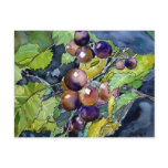 grape vine fruit still life art post card postcard