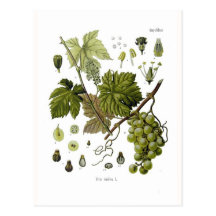 Grape vine post cards