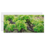 Grape vines rack cards