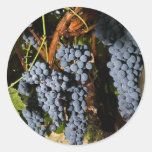 Grape Vineyard 2 Round Stickers