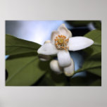 Grapefruit Blossom on Canvas Print