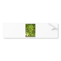 Grapes Bumper Stickers