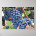 Grapes of Napa Valley posters