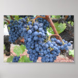 Grapes of Napa Valley Poster