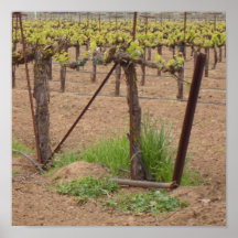 Grapes on the Vine - Winery Photograph Print
