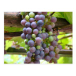 Grapes Postcard