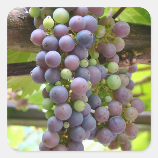 Grapes Stickers