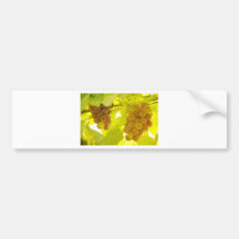 Grapes Vine Fine Art Bumper Sticker