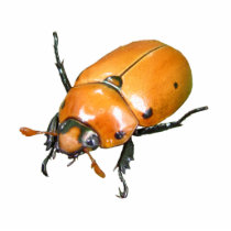 Grapevine Beetle ~ acrylic Acrylic Cut Outs