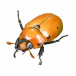 Grapevine Beetle ~ acrylic photo sculptures
